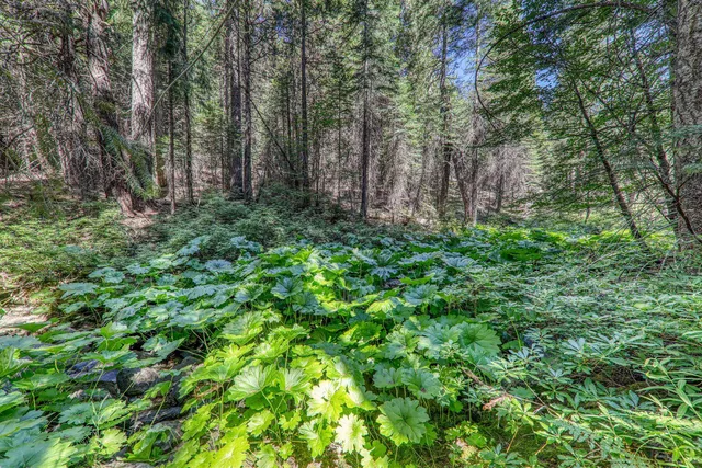 a view of a lush green forest