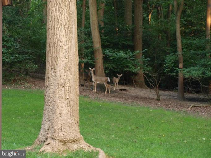 10 Jenkins Road Chesapeake City, MD 21915 - Photo 3 of 30 Back yard