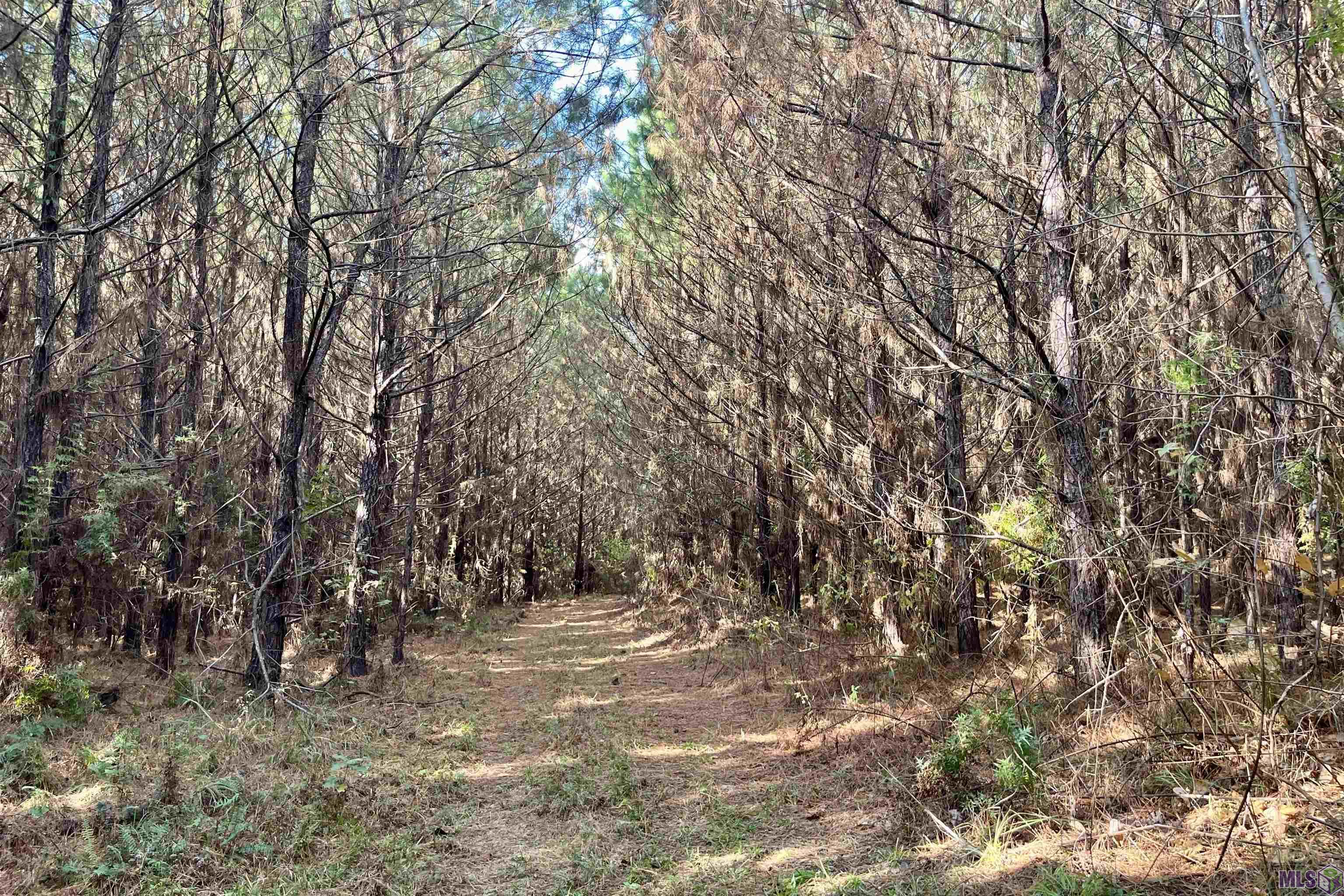 1 Stampley Road Roxie, MS 39661 - Photo 13 of 36