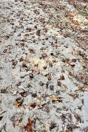 $455,000 | 1 Stampley Road, Roxie, MS 39661