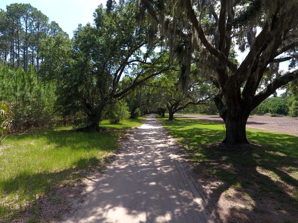 0 Rockefeller Road Wadmalaw Island, SC 29487 - Photo 5 of 10 5