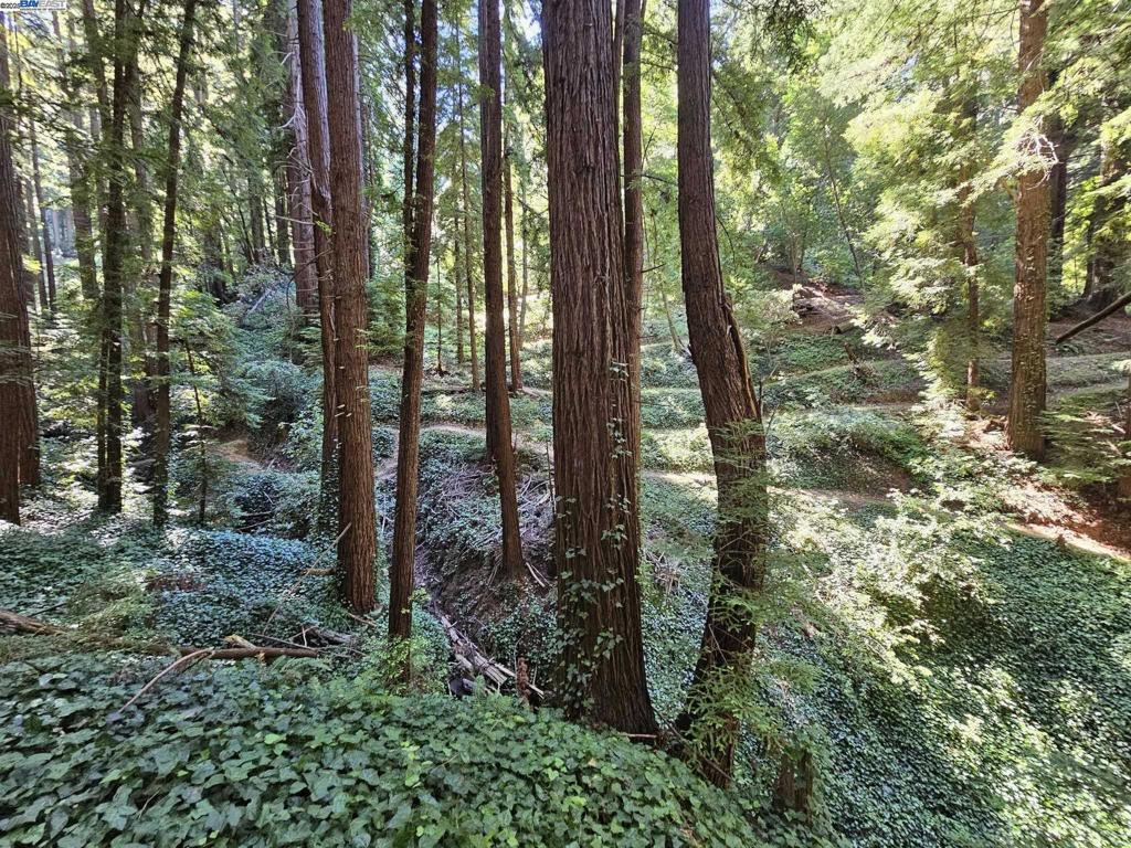26 Old La Honda Road Woodside, CA 94062 - Photo 5 of 9 a view of a forest