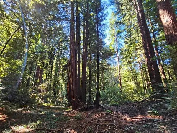 a view of backyard with green space