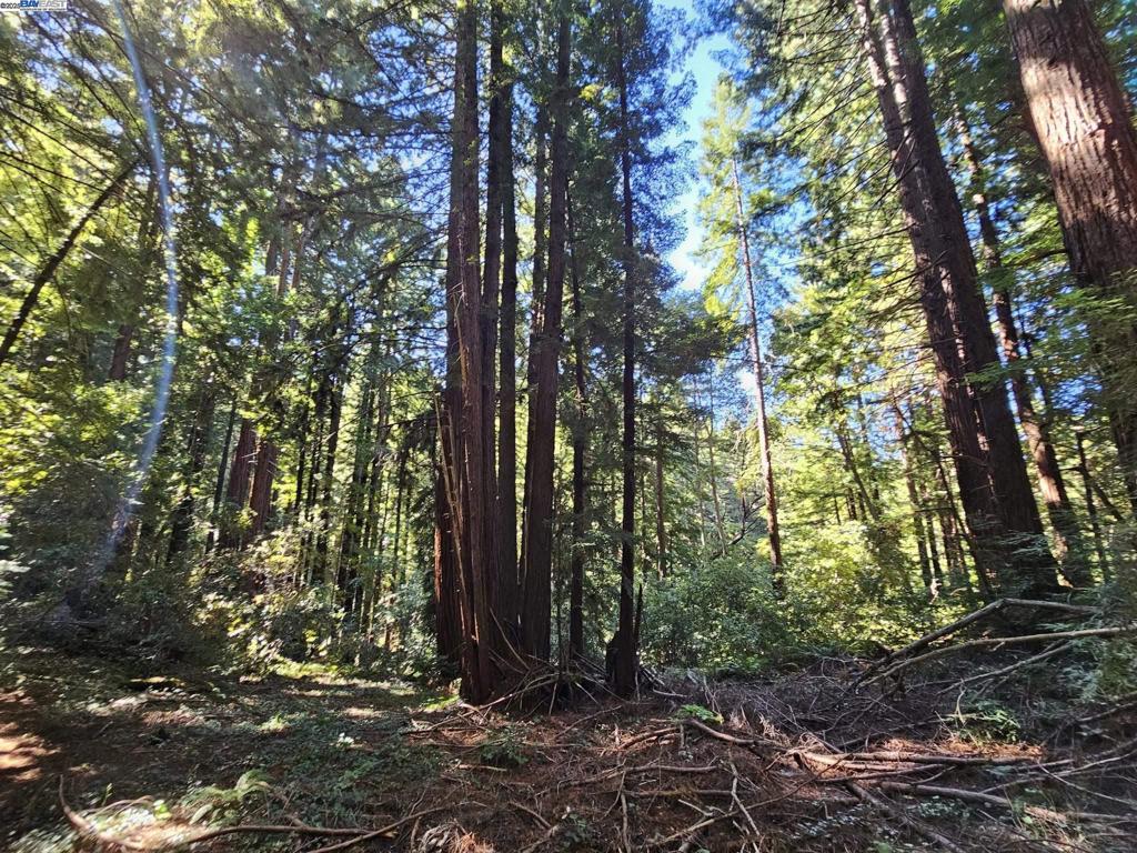 26 Old La Honda Road Woodside, CA 94062 - Photo 6 of 9 a view of backyard with green space