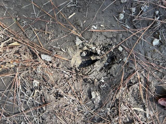 O'banner Loop Brooklyn, MS 39425 - Photo 9 of 9 Danos Property Deer track