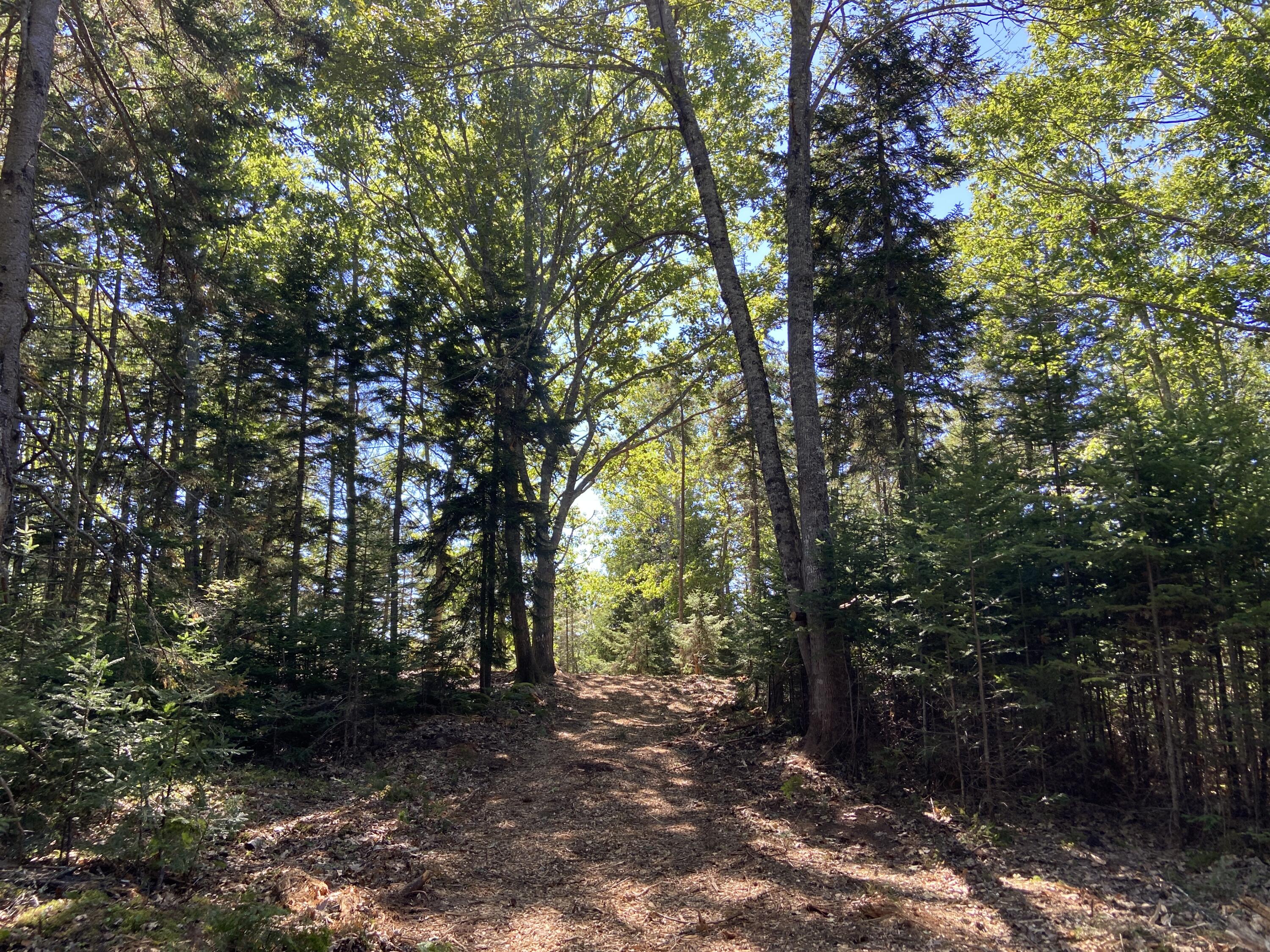 Lot 2 Frank's Flat Road Sedgwick, ME 04676 - Photo 11 of 20 A433DBBE-50C4-4281-A5E3-E885FDA7D10B