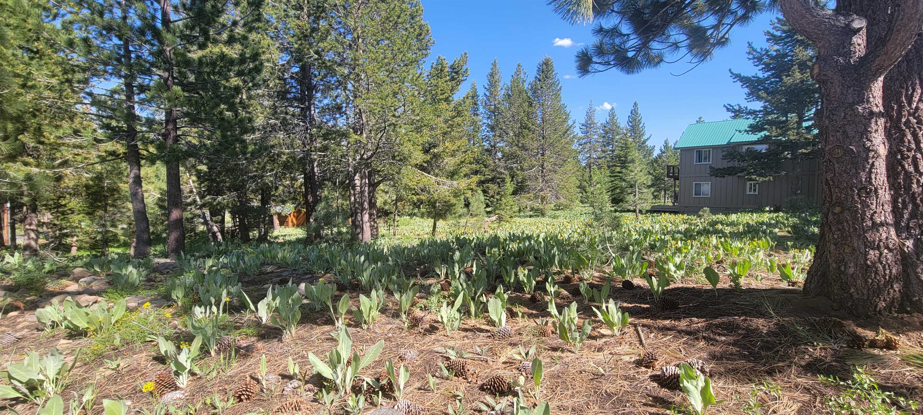 a view of a garden with a tree