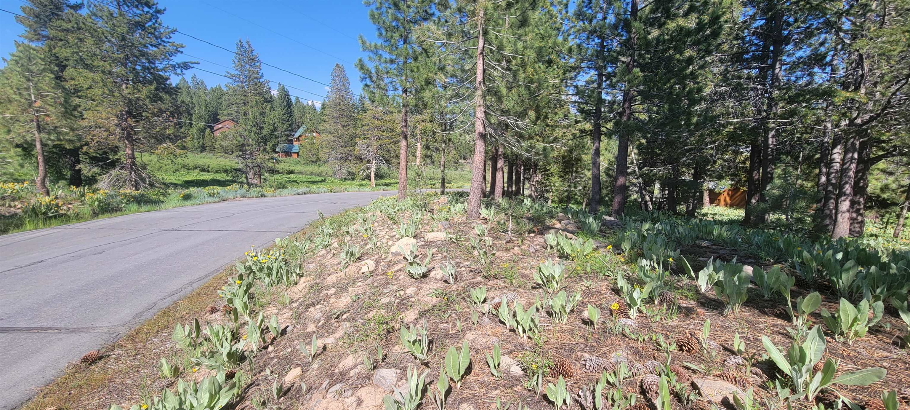 12495 Springbrook Place Truckee, CA 96161 - Photo 3 of 6 a view of a garden with trees