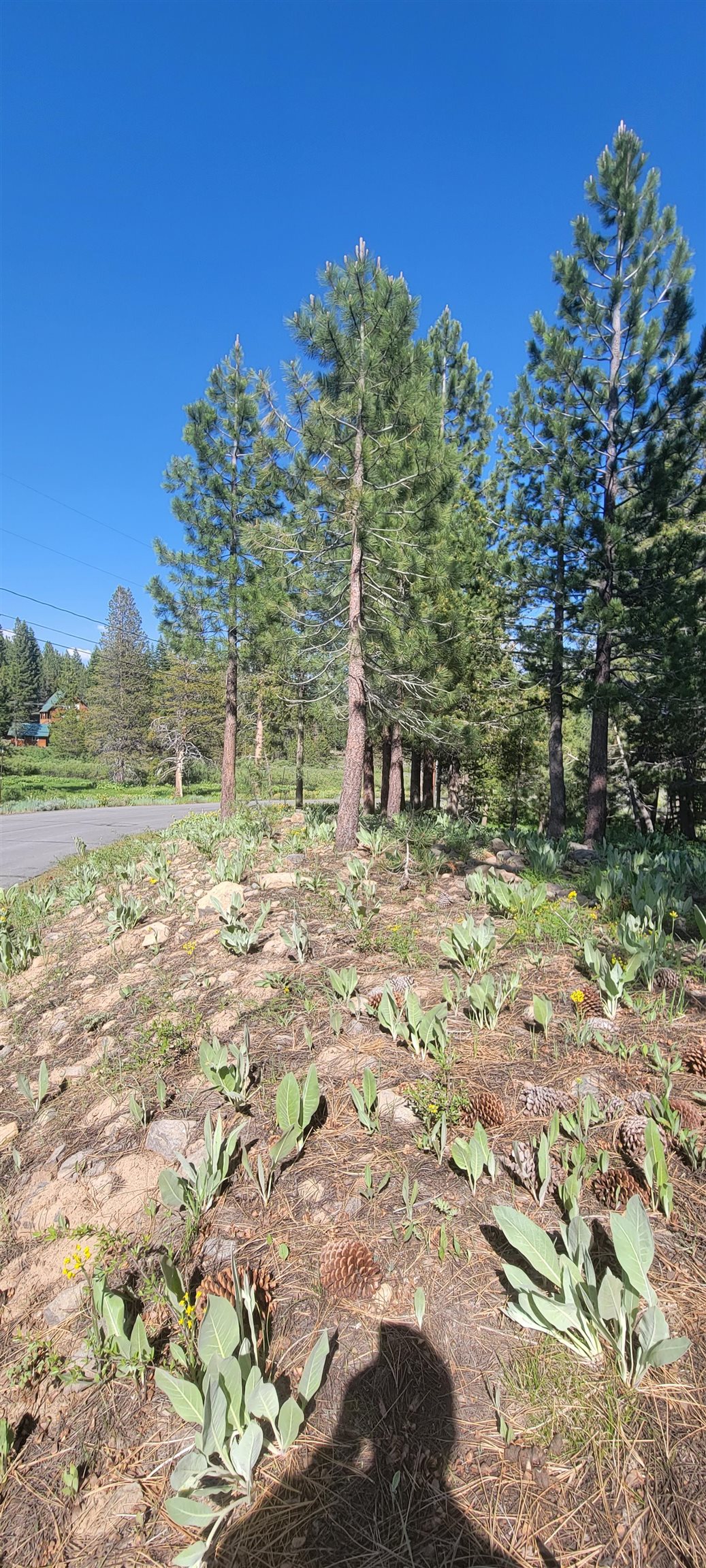 12495 Springbrook Place Truckee, CA 96161 - Photo 4 of 6 a backyard of a house with lots of green space