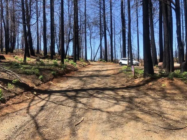 a view of a backyard with of trees