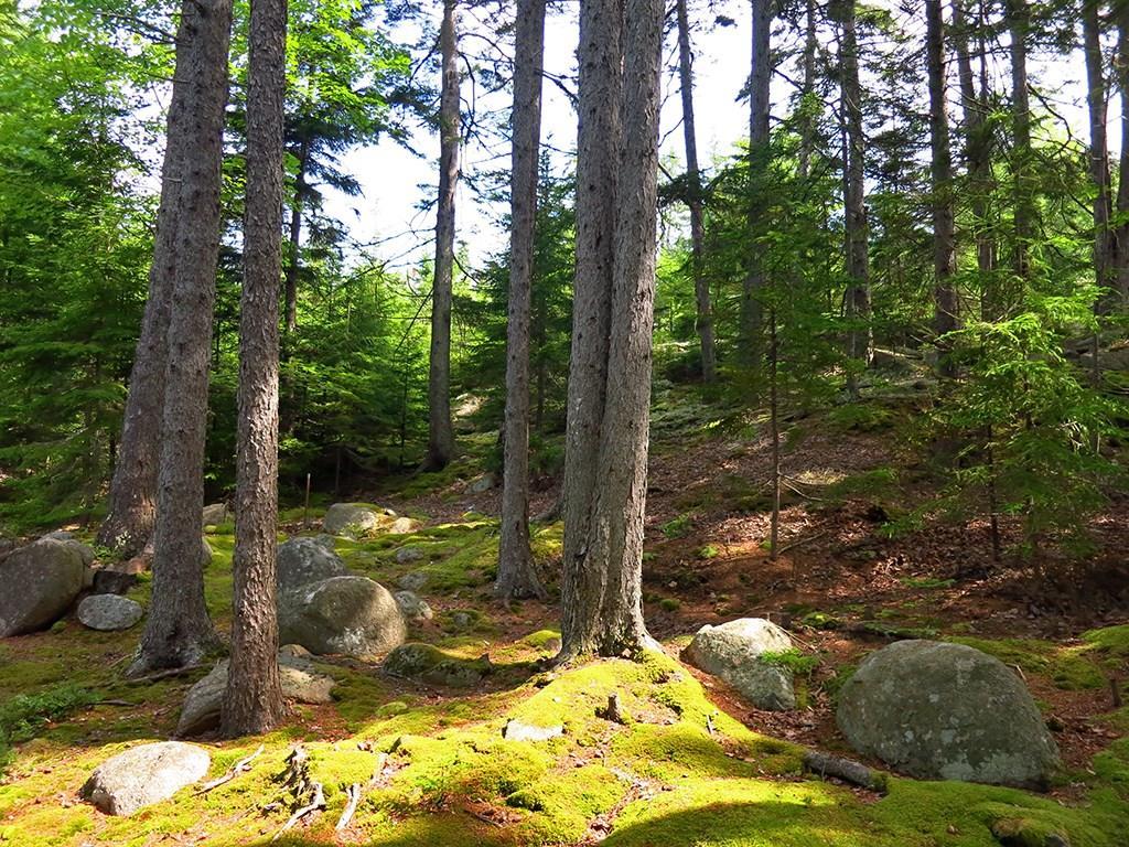 20 New County Road Mount Desert, ME 04675 - Photo 31 of 35 Natural setting
