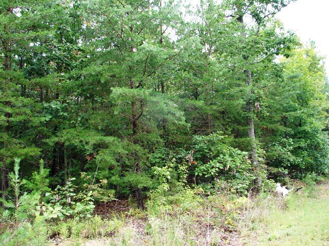 0 Lemon Ridge Lane, Unit 11 Appomattox, VA 24522 - Photo 6 of 7 Gallery Image 6