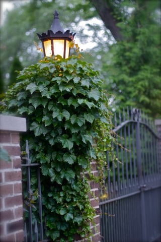 6350 North Indian Road Chicago, IL 60646 - Photo 22 of 23 a backyard of a house with lots of green space