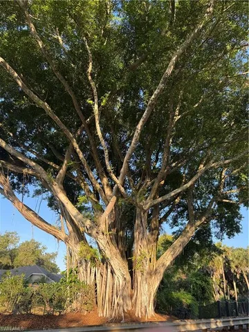 a picture of tree