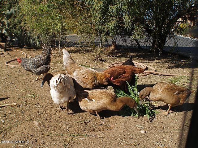 529 East Roger Road Tucson, AZ 85705 - Photo 37 of 49