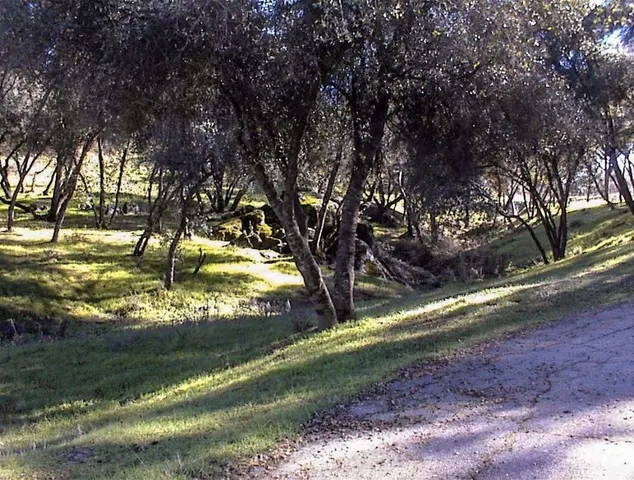 a large tree in front of a house with a yard