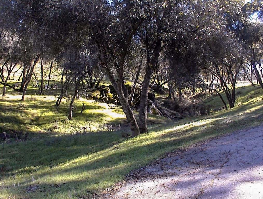 45483 Sand Creek Road Squaw Valley, CA 93675 - Photo 5 of 80 a view of backyard with green space