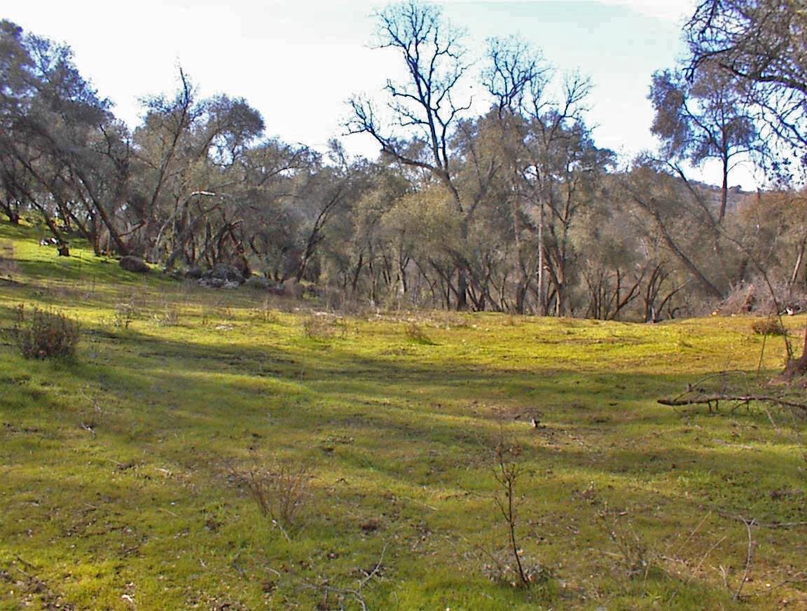 45483 Sand Creek Road Squaw Valley, CA 93675 - Photo 58 of 80 a view of a swimming pool with an outdoor space
