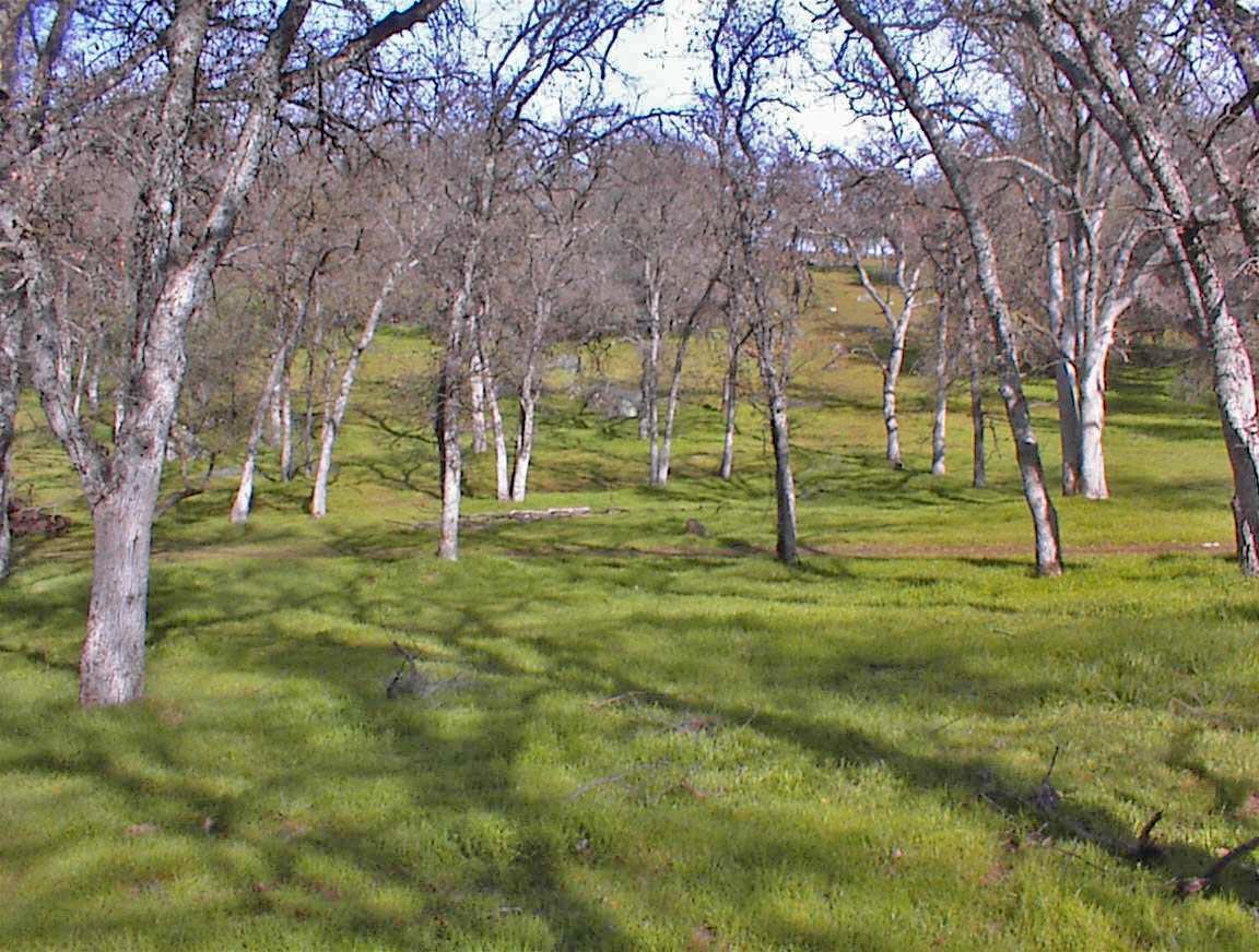 45483 Sand Creek Road Squaw Valley, CA 93675 - Photo 66 of 80 a view of yard with trees