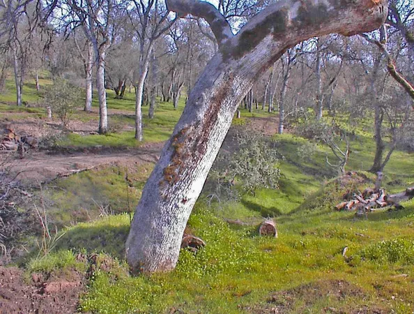 $1,270,000 | 45483 Sand Creek Road, Squaw Valley, CA 93675