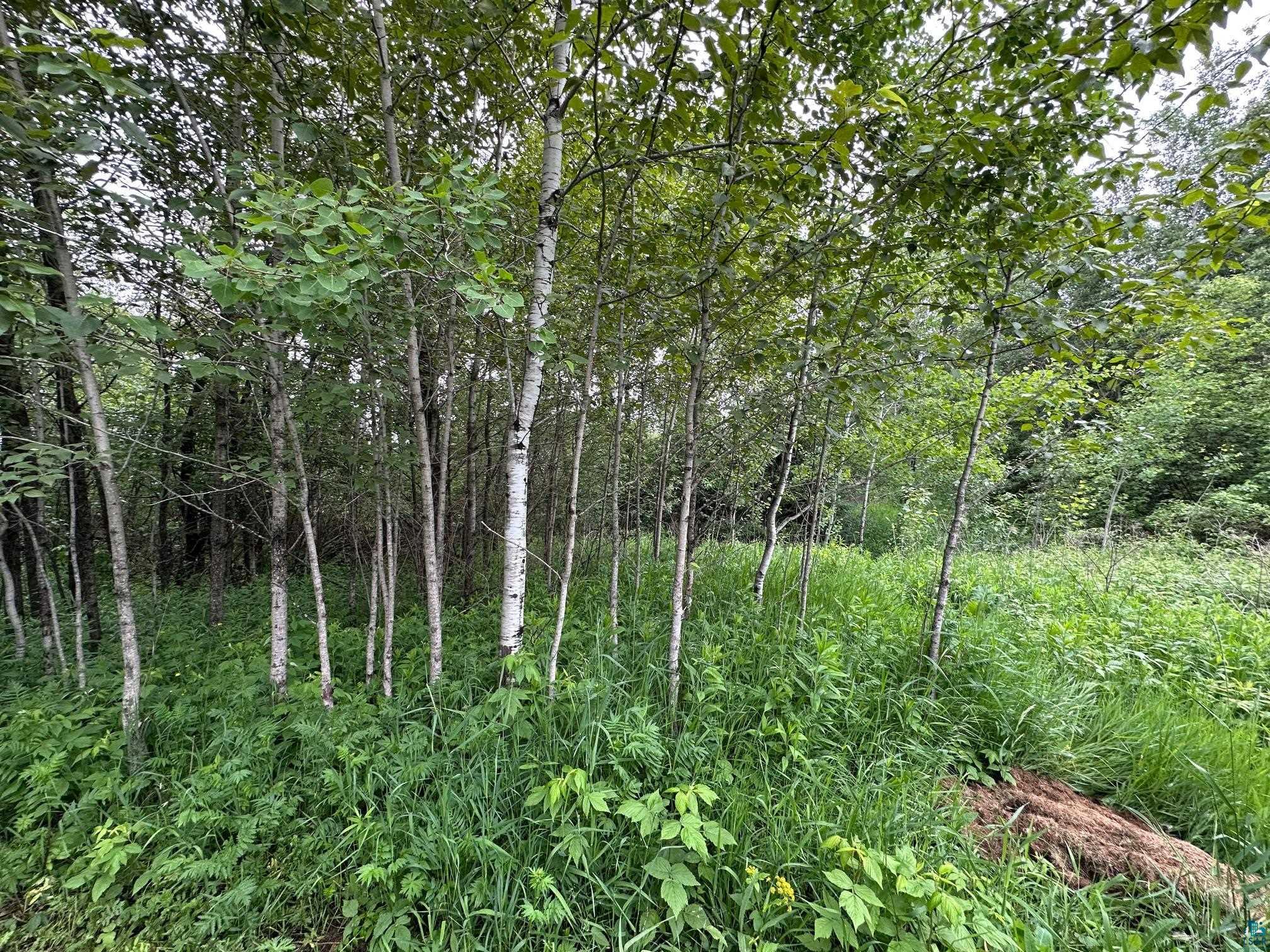 3938 East 5th Street Superior, WI 54880 - Photo 2 of 6 View of tree filled area