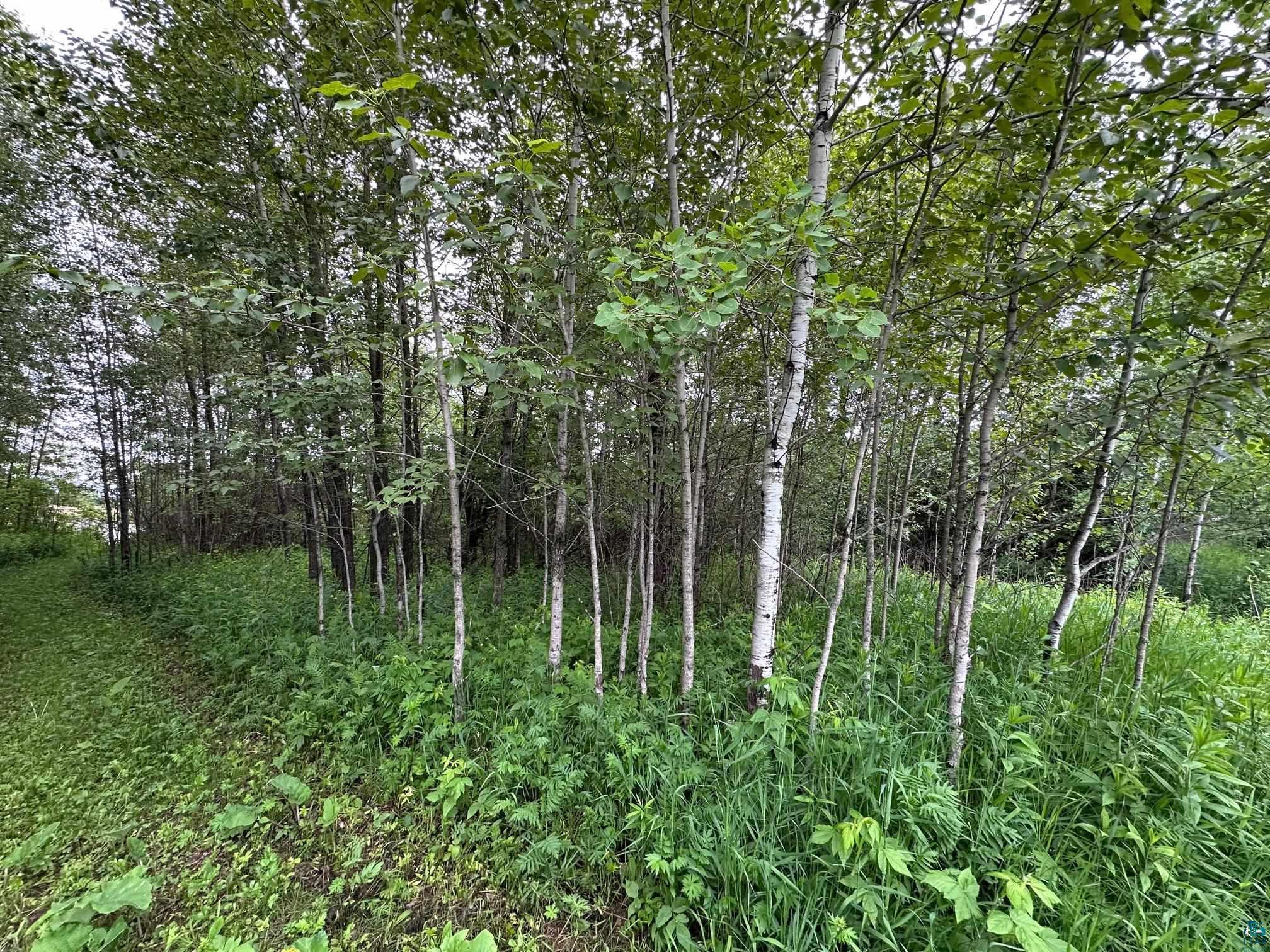 3938 East 5th Street Superior, WI 54880 - Photo 3 of 6 View of tree filled area