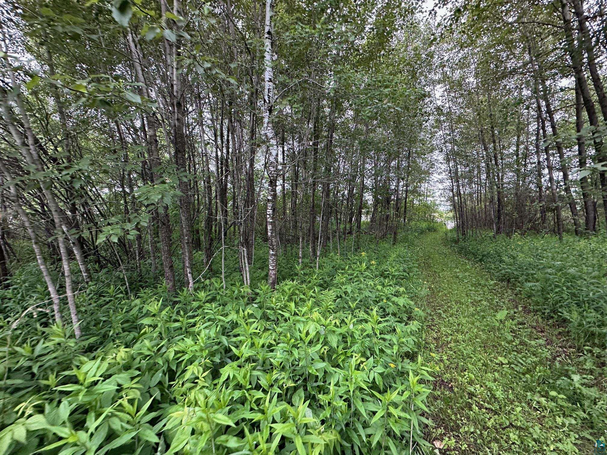 3938 East 5th Street Superior, WI 54880 - Photo 4 of 6 View of tree filled area