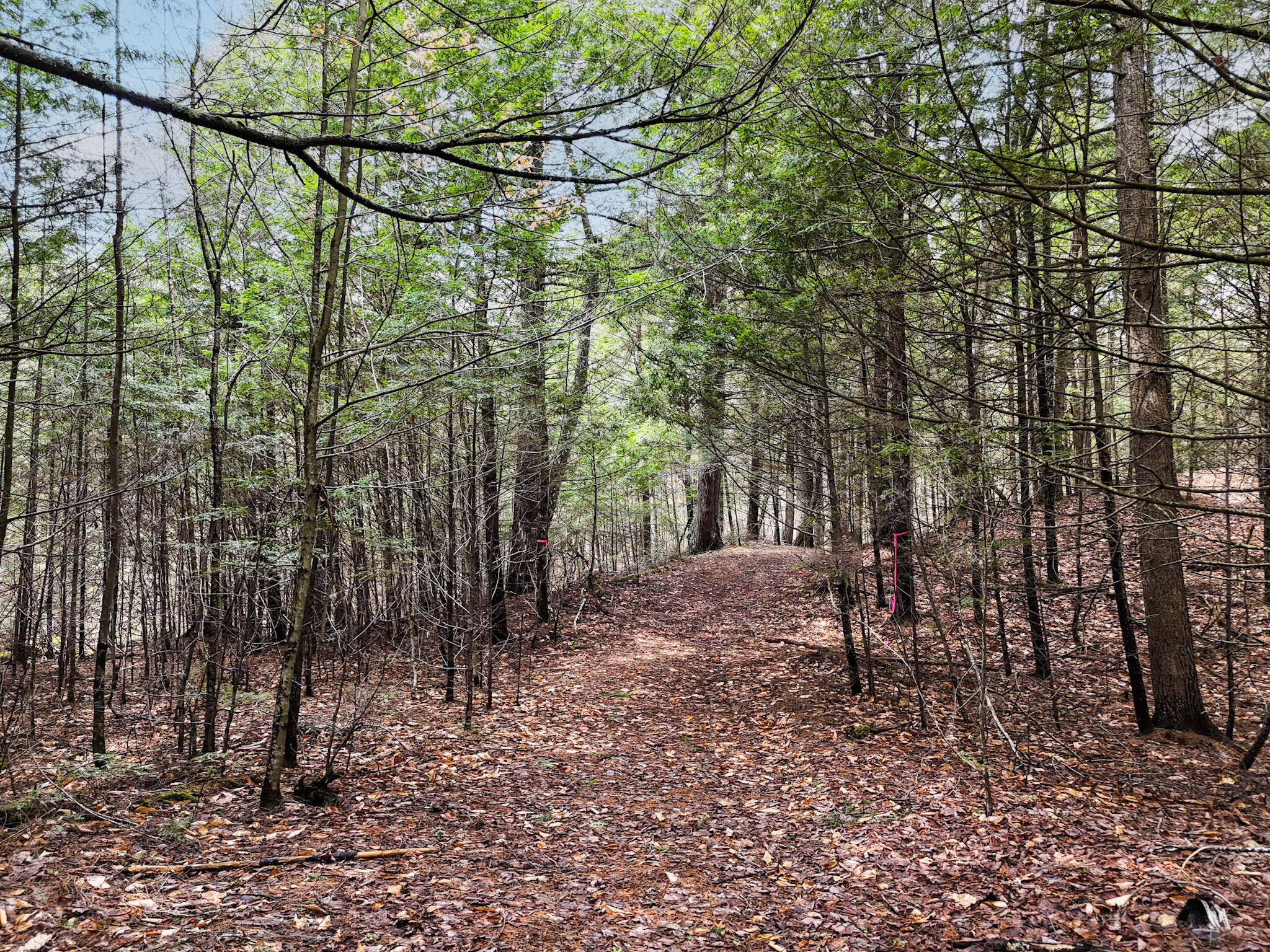 55 Salmon Road Madison, ME 04950 - Photo 7 of 17 Property is on both sides of the path