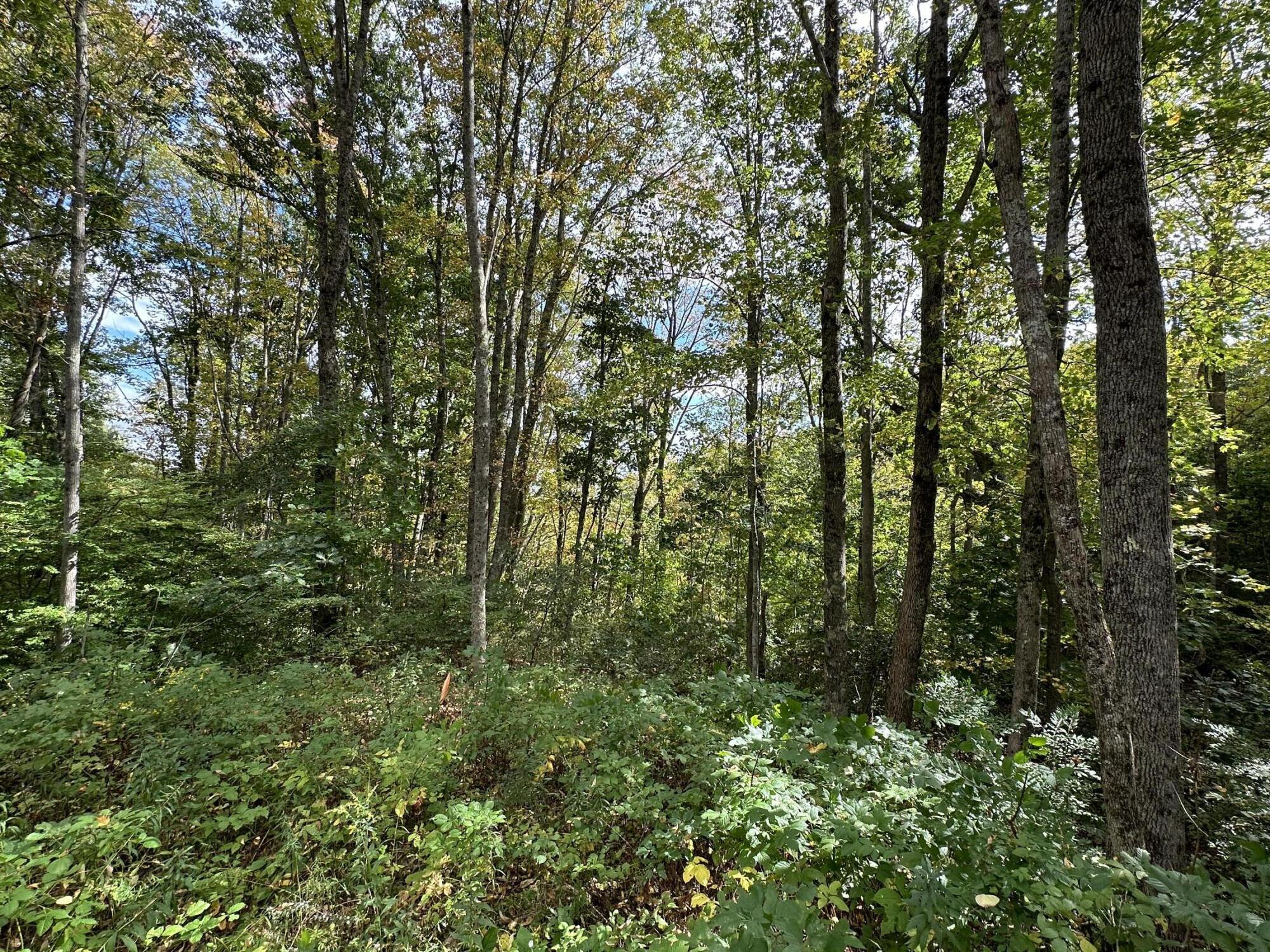 Map7-lot3 Middle Road Edgecomb, ME 04556 - Photo 11 of 16 IMG_5846