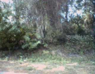 a view of a forest