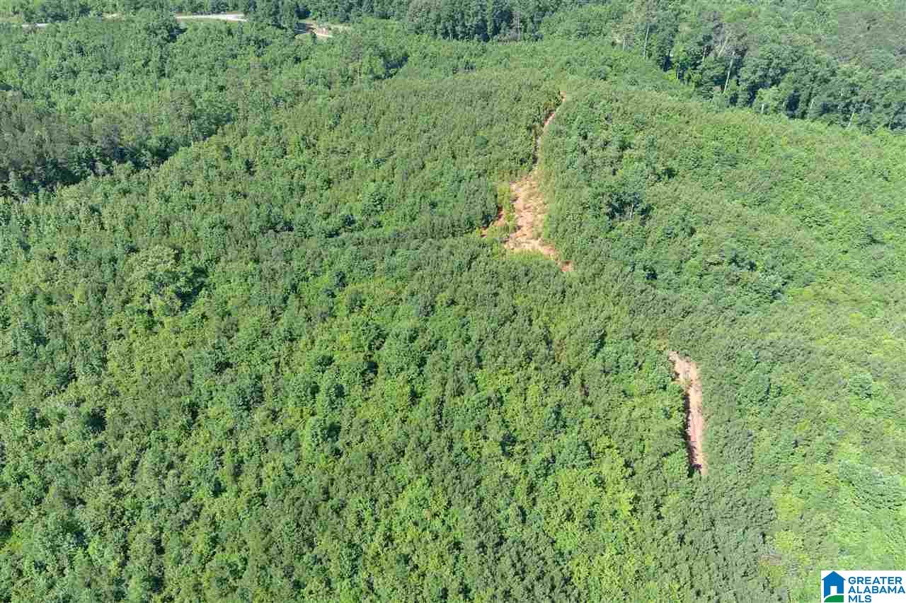 0 County Road 61, Unit 366 92 ACRES Fruithurst, AL 36262 - Photo 5 of 26