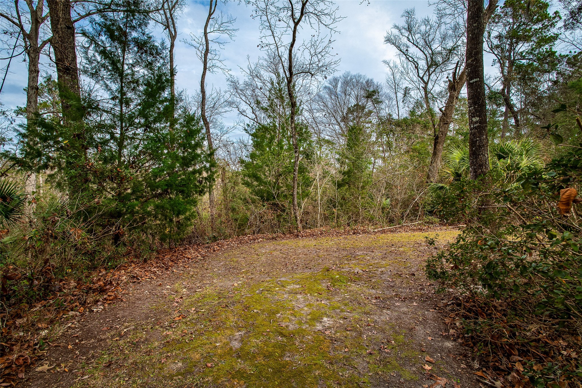 28175 Hammock Road Hilliard, FL 32046 - Photo 23 of 33 a view of a yard with trees