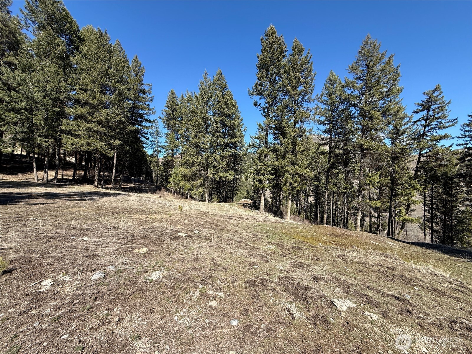 0 Coogan Creek Road Wauconda, WA 98859 - Photo 12 of 18 a view of road with trees