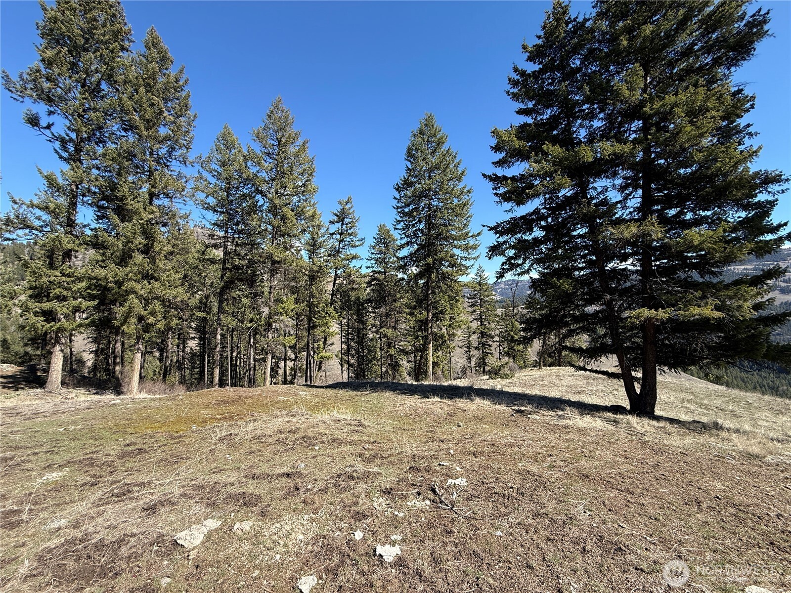 0 Coogan Creek Road Wauconda, WA 98859 - Photo 13 of 18 a view of outdoor space with trees
