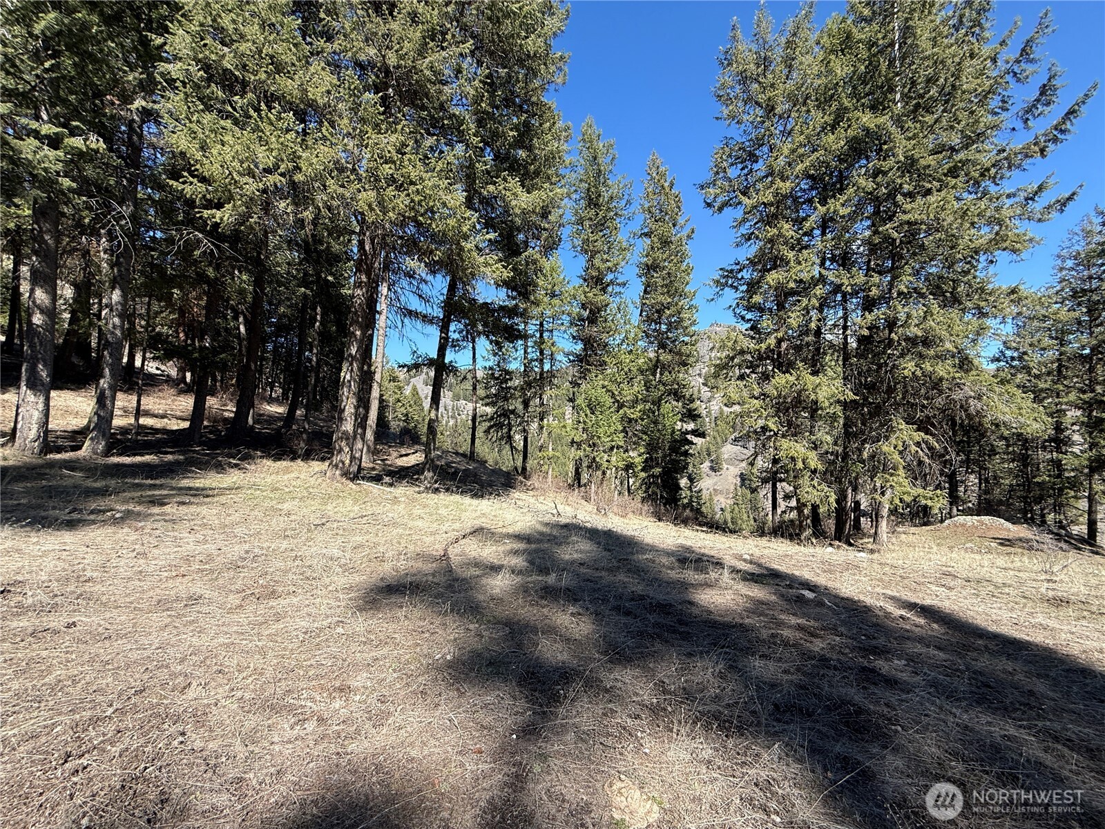 0 Coogan Creek Road Wauconda, WA 98859 - Photo 17 of 18 a view of road with trees