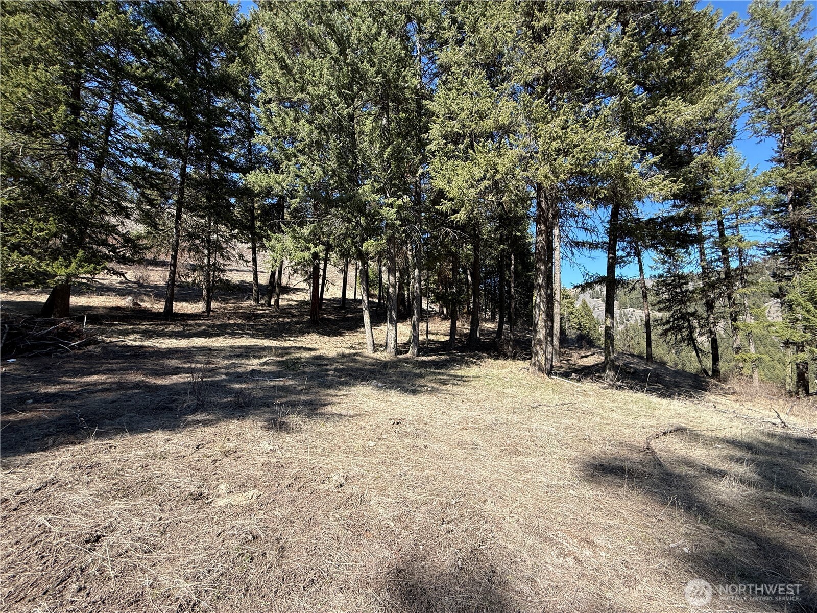 0 Coogan Creek Road Wauconda, WA 98859 - Photo 18 of 18 a view of road with trees