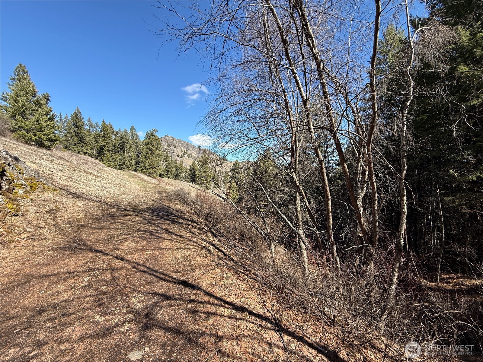 0 Coogan Creek Road Wauconda, WA 98859 - Photo 2 of 18 a view of a yard with plants and trees