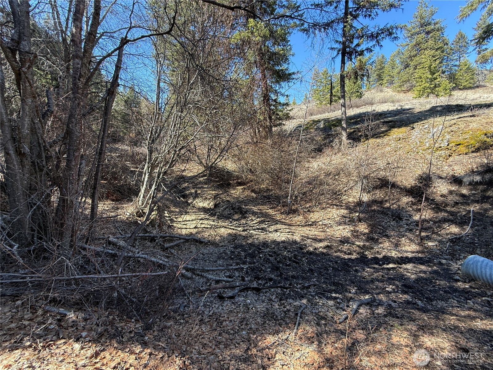 0 Coogan Creek Road Wauconda, WA 98859 - Photo 3 of 18 a view of a yard with trees