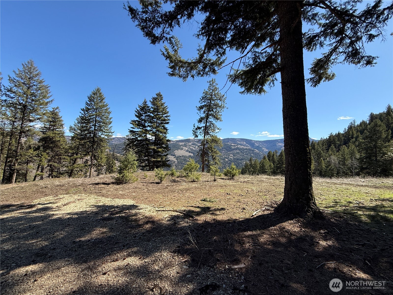 0 Coogan Creek Road Wauconda, WA 98859 - Photo 10 of 18 a view of dirt field with large trees