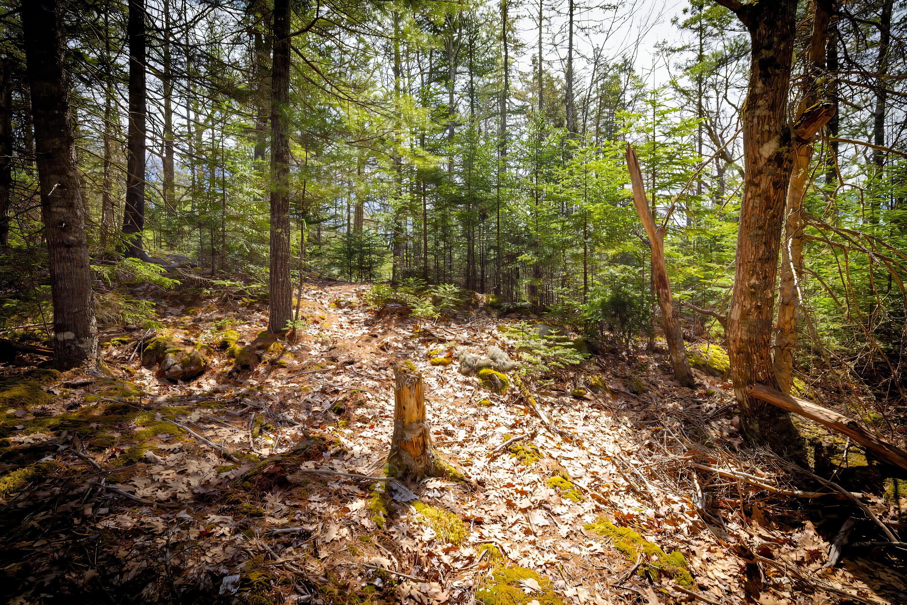 Lot 9 Bluff Road Bar Harbor, ME 04609 - Photo 23 of 33 Copy of 60-Lot 9, Bluff Road-DTP