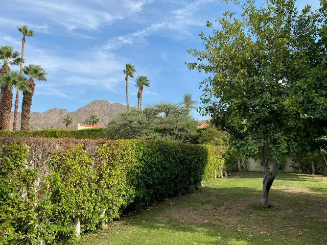 a view of a garden with a tree