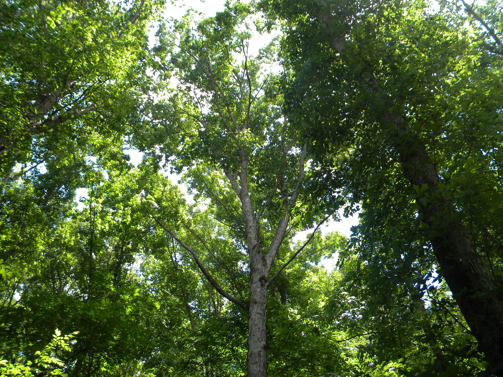 109 Scott Road Hohenwald, TN 38462 - Photo 29 of 30 10 wooded acres w/tall trees