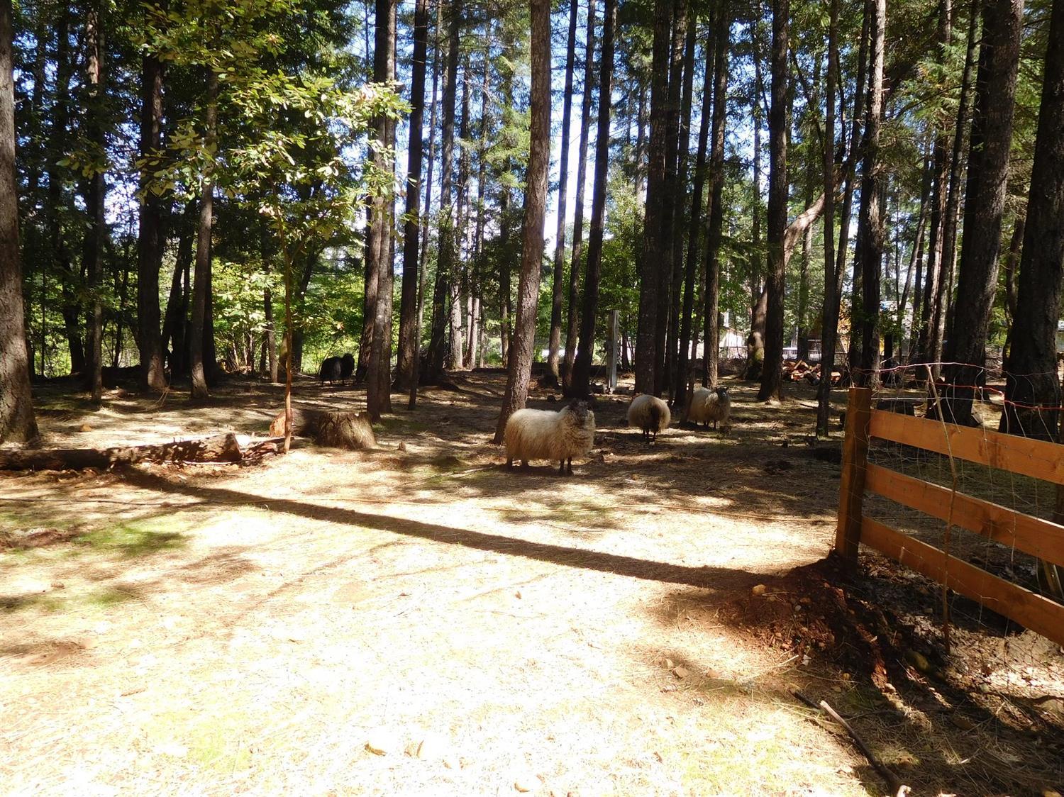570 Pinewood Way Cave Junction, OR 97523 - Photo 13 of 21 Additional Photo