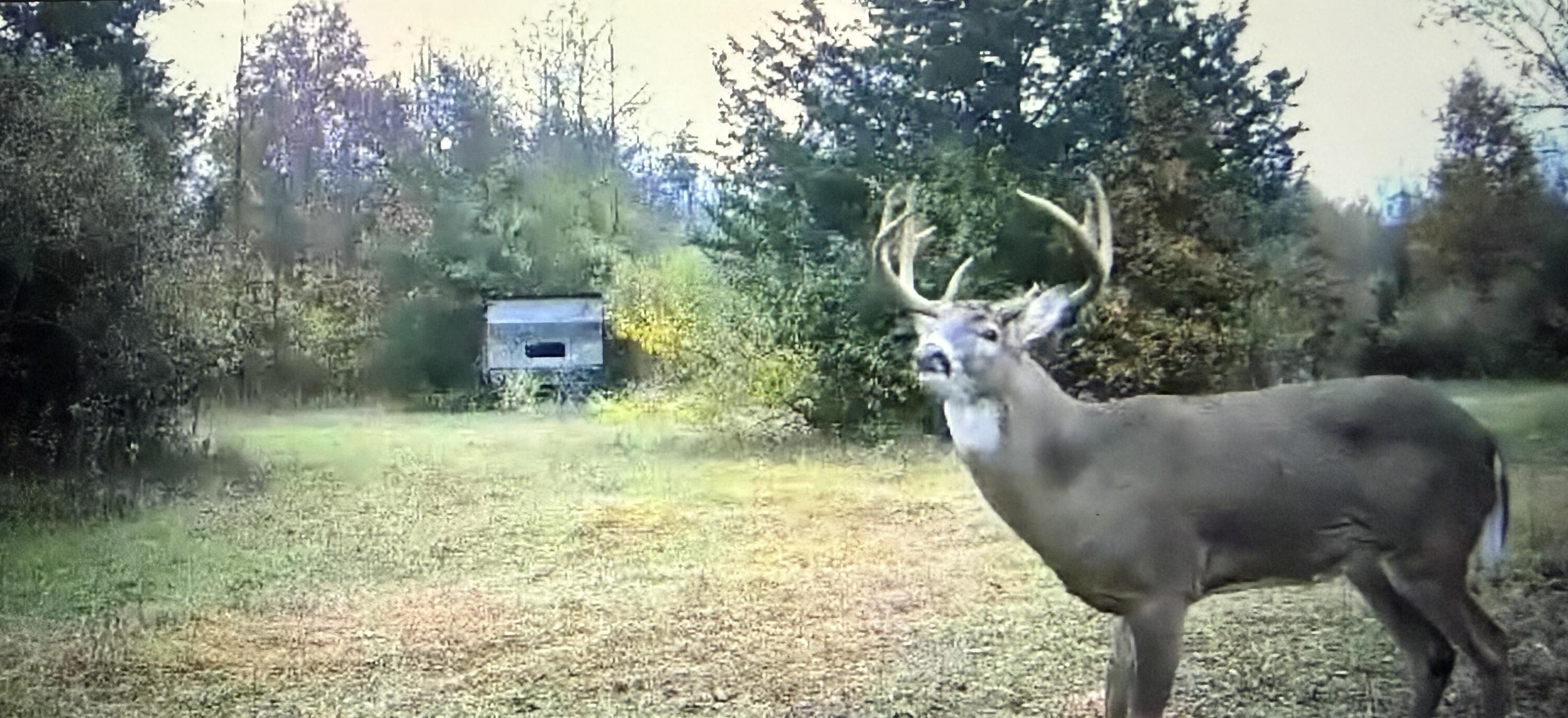 42745 Harris Road Belleville, MI 48111 - Photo 1 of 28 Deer1