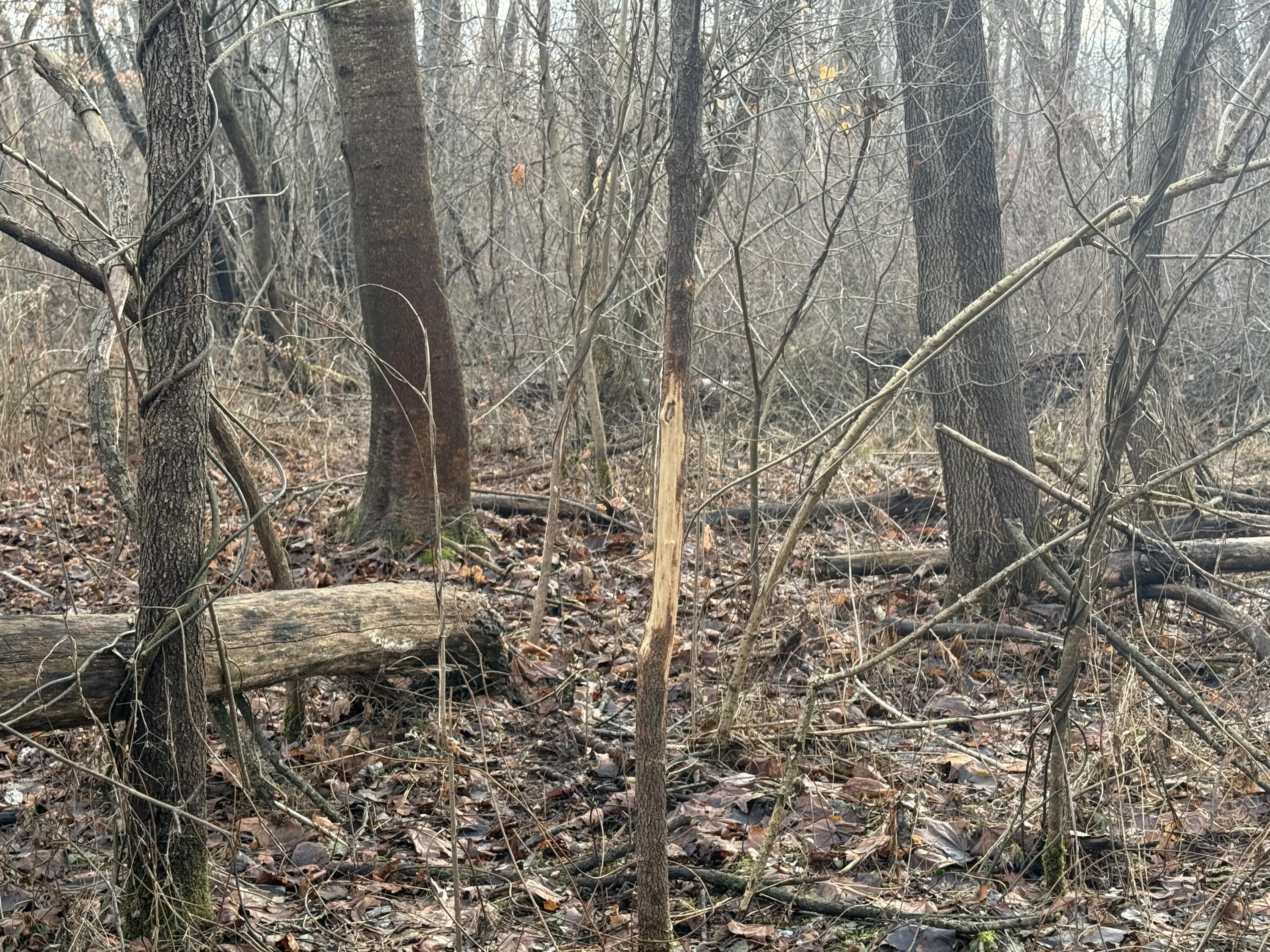 42745 Harris Road Belleville, MI 48111 - Photo 19 of 28 y35