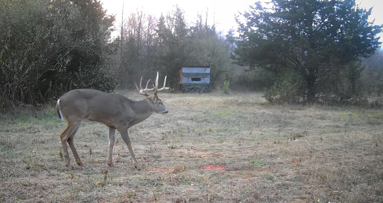 42745 Harris Road Belleville, MI 48111 - Photo 25 of 28 Deer5