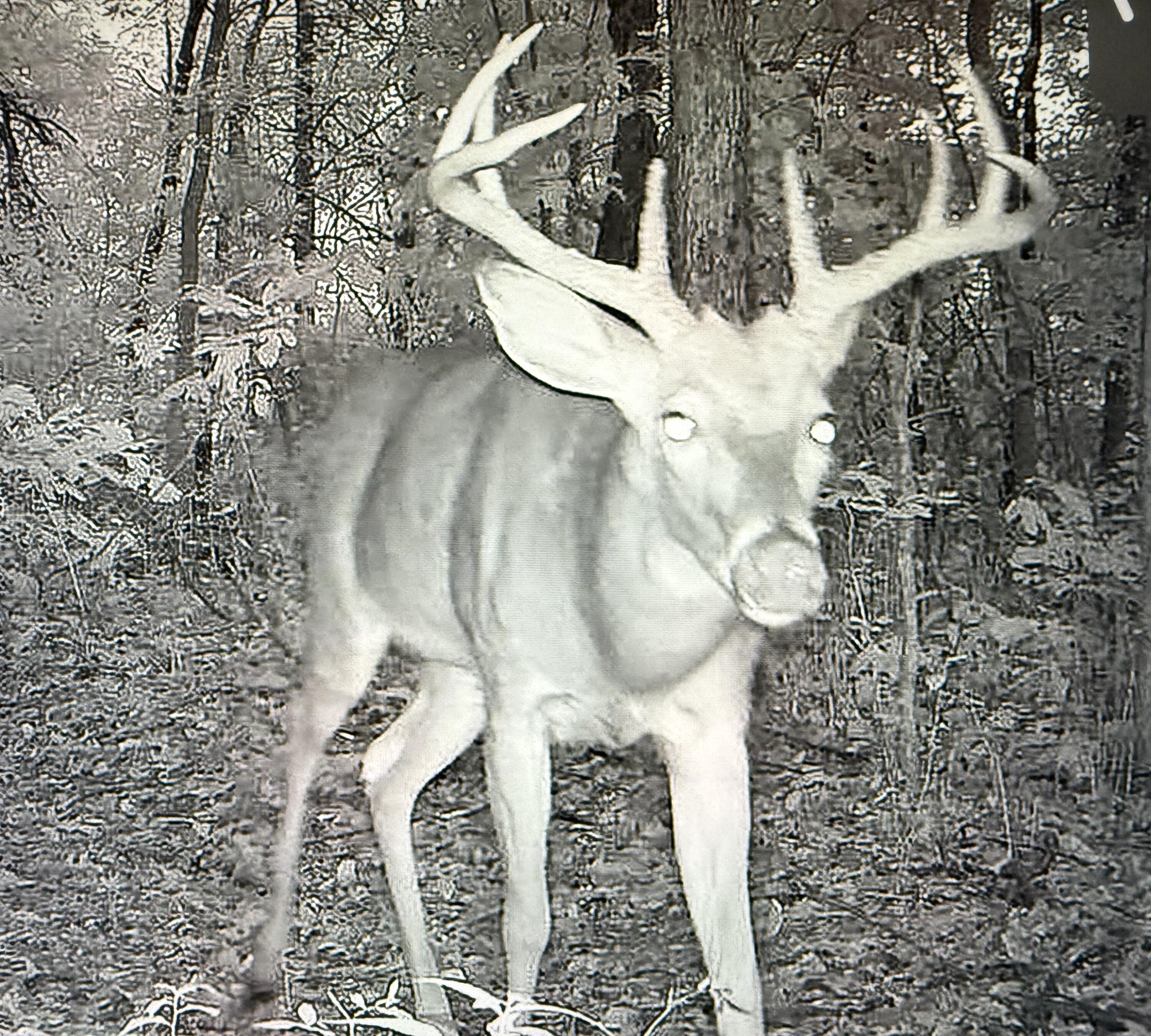 42745 Harris Road Belleville, MI 48111 - Photo 26 of 28 Deer2