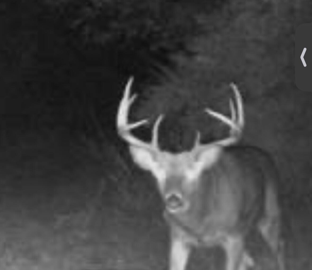 42745 Harris Road Belleville, MI 48111 - Photo 27 of 28 Deer3