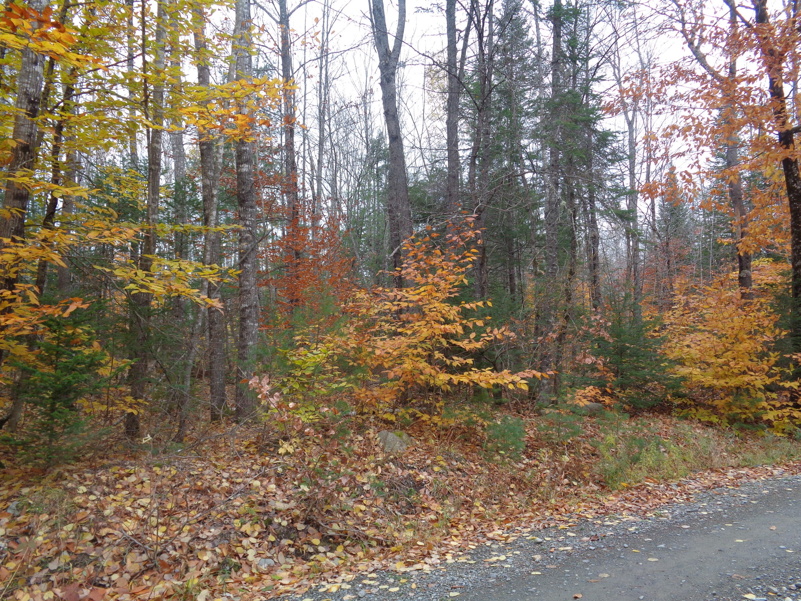 0 West Road Sangerville, ME 04479 - Photo 3 of 6 DSC02621