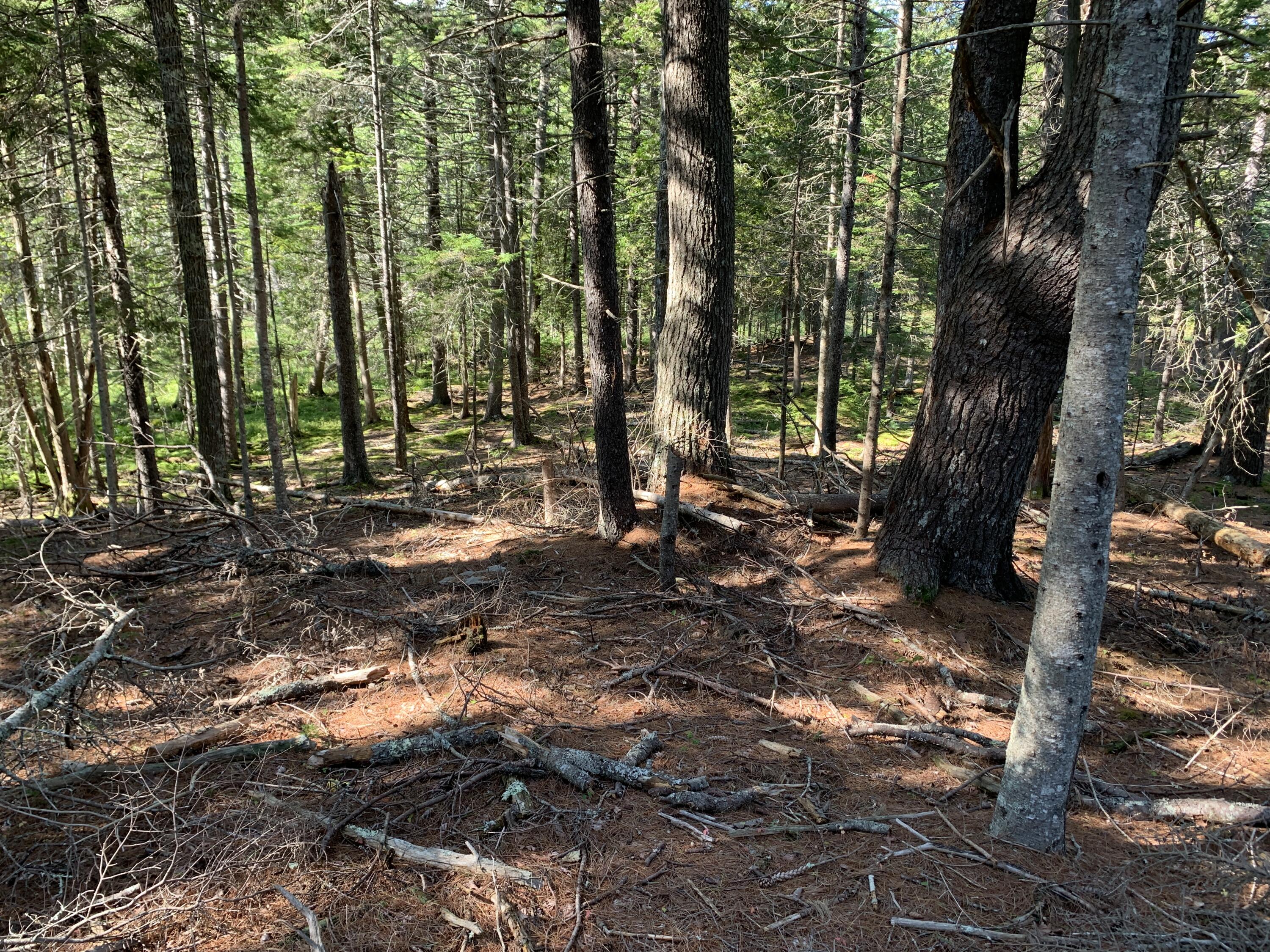 Lot B Lakeside Road Mount Desert, ME 04660 - Photo 24 of 32 IMG_6292